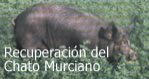 Recuperacin del Chato Murciano en la Regin de Murcia