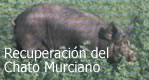 Save the Chato Murciano Pig